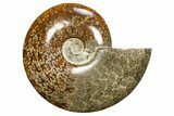Polished Cretaceous Ammonite (Cleoniceras) Fossil - Madagascar #317878-1